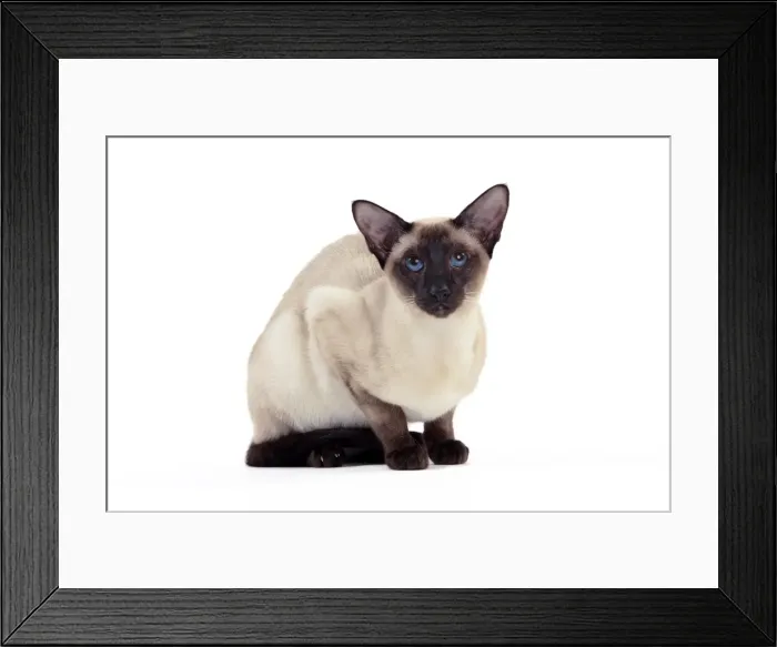Framed Print : Picture No. 10888996