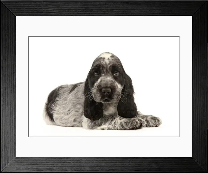 Framed Print : Picture No. 10889006 Framed Print : Picture No. 10889006