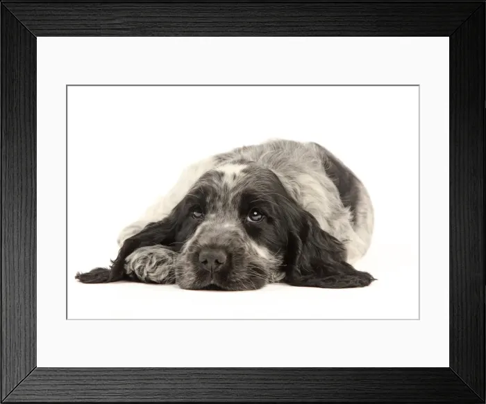 Framed Print : Picture No. 10889007