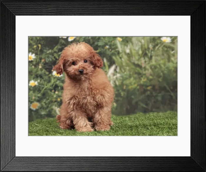 Framed Print : Picture No. 10889010 Framed Print : Picture No. 10889010