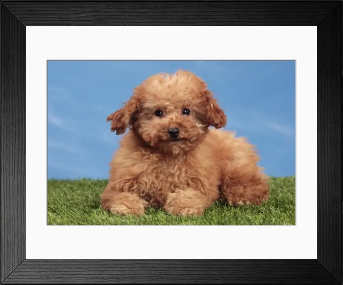 Framed Print : Picture No. 10889012 Framed Print : Picture No. 10889012