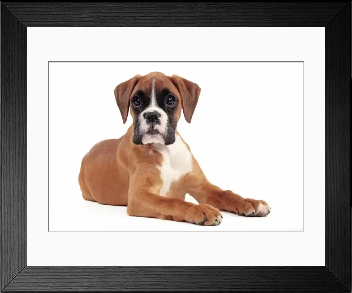 Framed Print : Picture No. 10889013 Framed Print : Picture No. 10889013