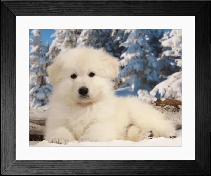 Framed Print : Picture No. 10889018 Framed Print : Picture No. 10889018
