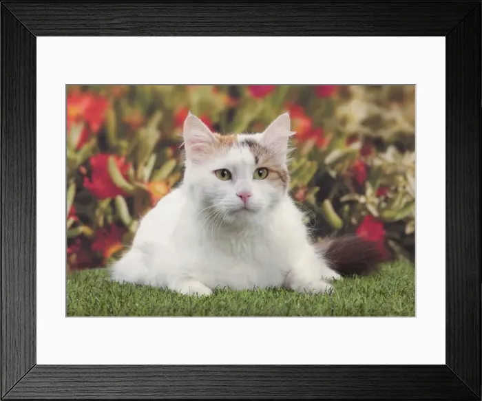Framed Print : Picture No. 10889016 Framed Print : Picture No. 10889016