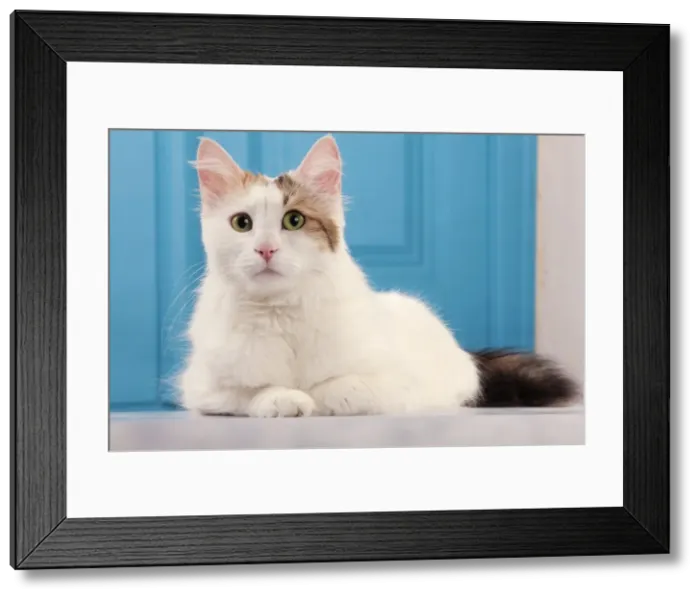Framed Print : Picture No. 10889017 Framed Print : Picture No. 10889017