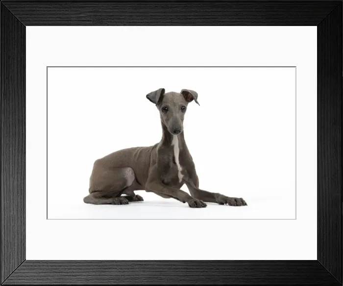 Framed Print : Picture No. 10889019 Framed Print : Picture No. 10889019