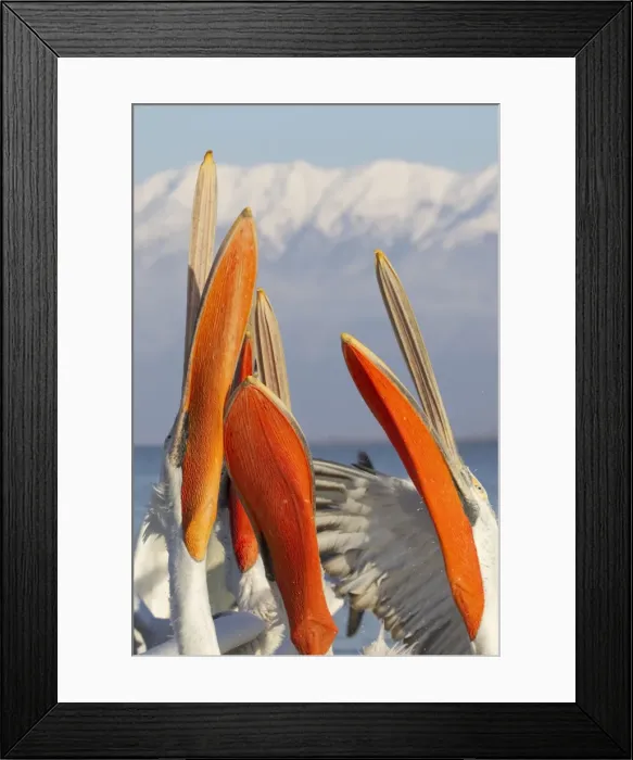 Framed Print : Picture No. 10889025