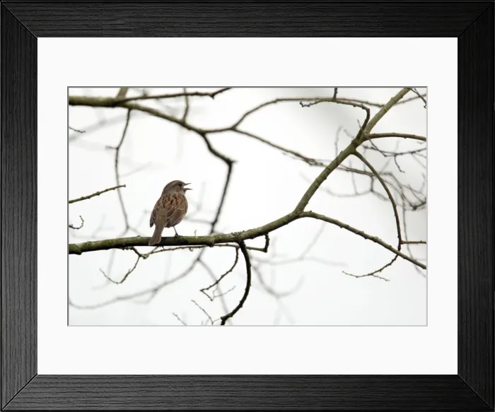 Framed Print : Picture No. 10889024 Framed Print : Picture No. 10889024