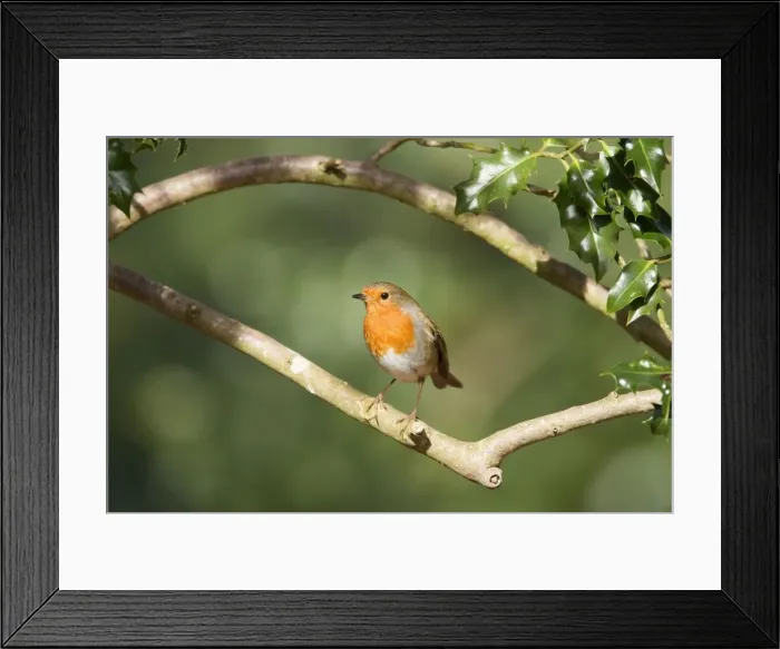 Framed Print : Picture No. 10889030 Framed Print : Picture No. 10889030
