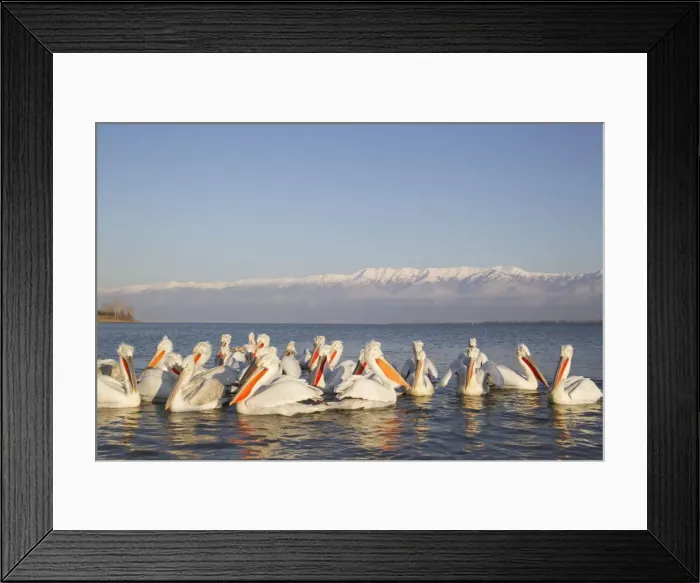 Framed Print : Picture No. 10889026 Framed Print : Picture No. 10889026