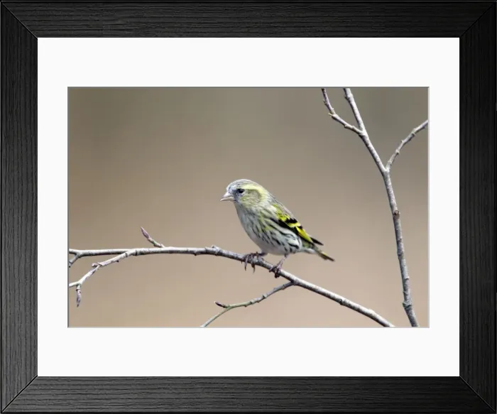 Framed Print : Picture No. 10889033 Framed Print : Picture No. 10889033