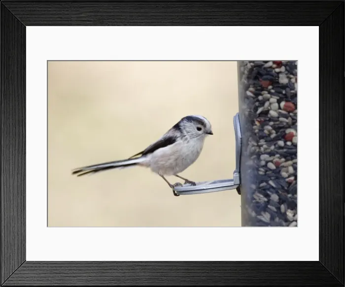 Framed Print : Picture No. 10889034 Framed Print : Picture No. 10889034