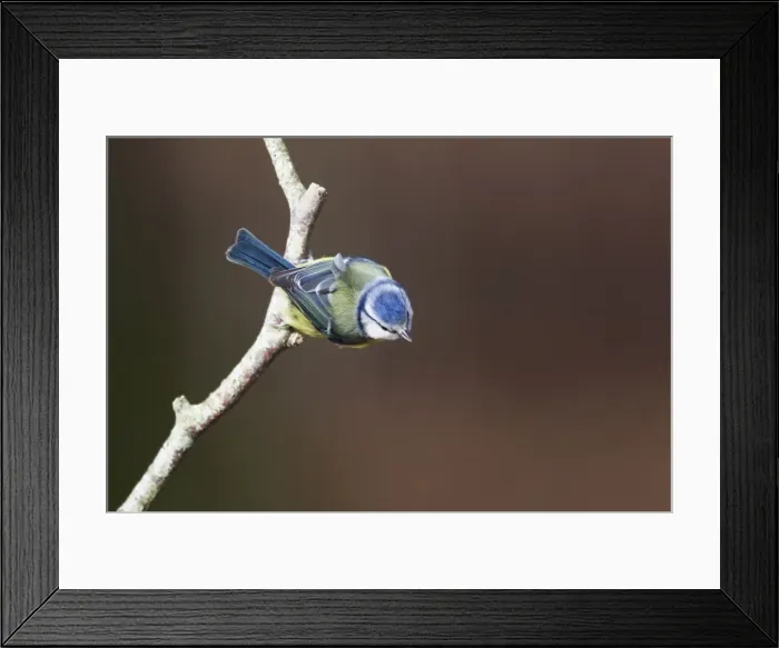 Framed Print : Picture No. 10889029 Framed Print : Picture No. 10889029