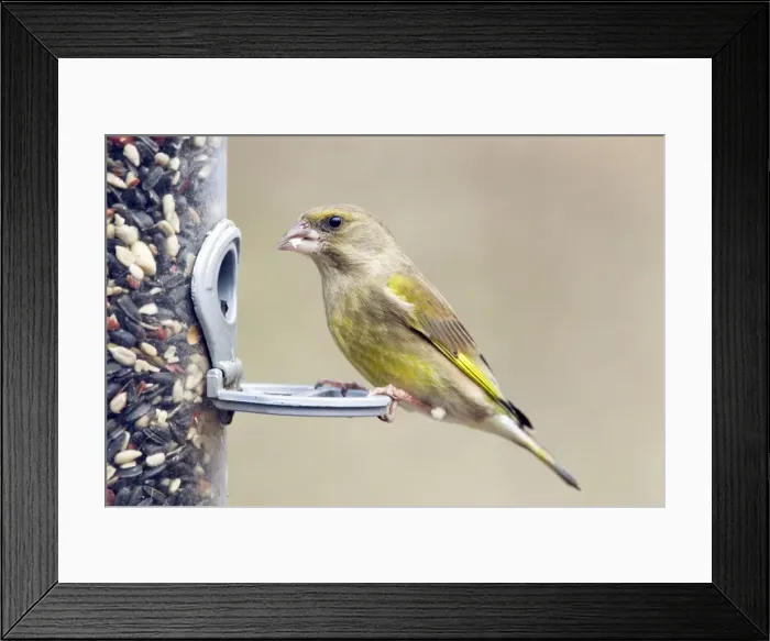 Framed Print : Picture No. 10889036 Framed Print : Picture No. 10889036