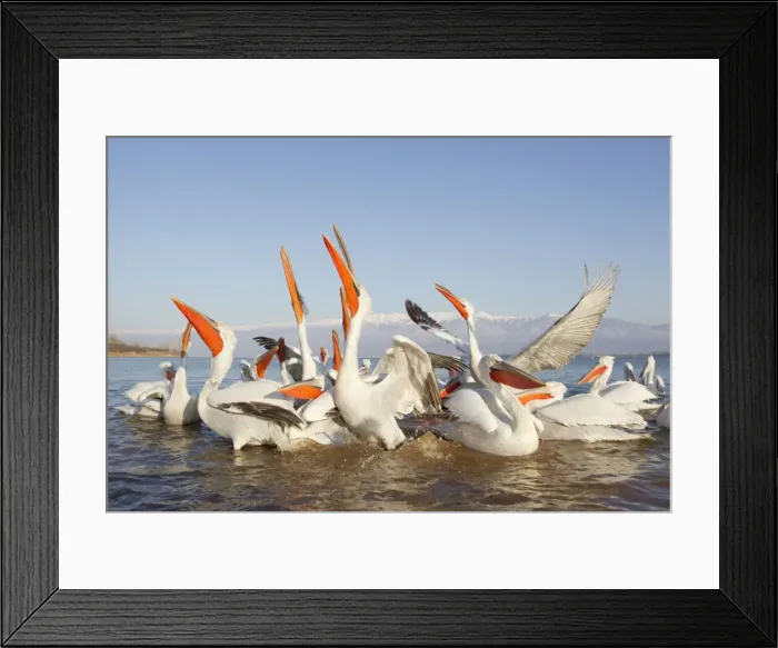 Framed Print : Picture No. 10889037 Framed Print : Picture No. 10889037