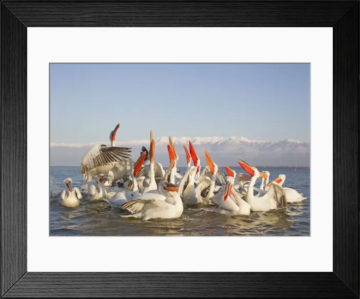 Framed Print : Picture No. 10889032 Framed Print : Picture No. 10889032