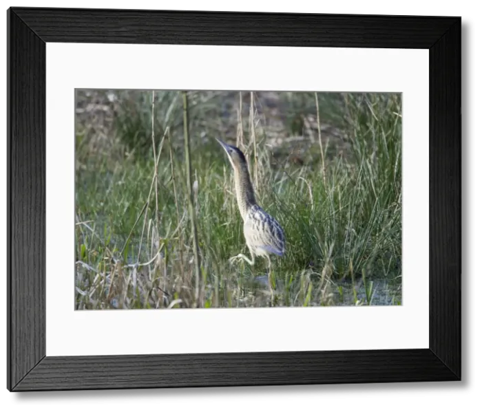 Framed Print : Picture No. 10889035 Framed Print : Picture No. 10889035