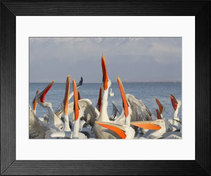 Framed Print : Picture No. 10889043 Framed Print : Picture No. 10889043