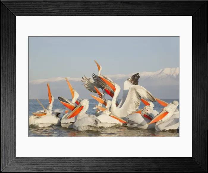Framed Print : Picture No. 10889039