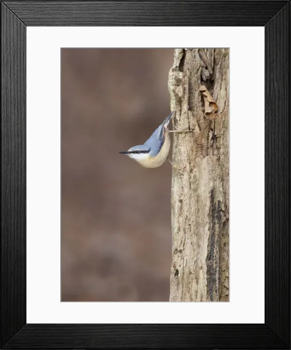 Framed Print : Picture No. 10889044 Framed Print : Picture No. 10889044