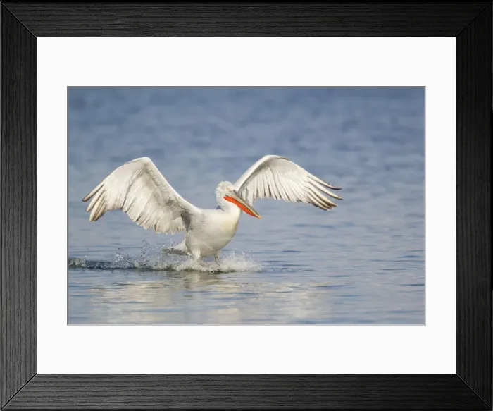 Framed Print : Picture No. 10889042 Framed Print : Picture No. 10889042