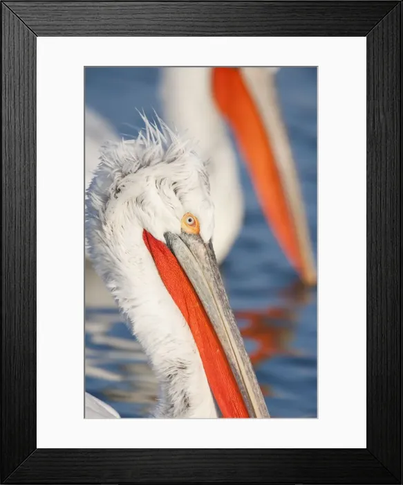 Framed Print : Picture No. 10889045 Framed Print : Picture No. 10889045