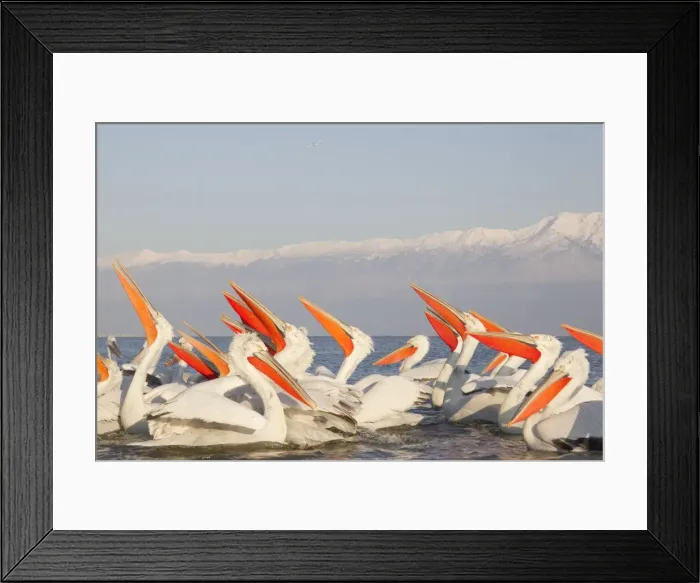Framed Print : Picture No. 10889047 Framed Print : Picture No. 10889047