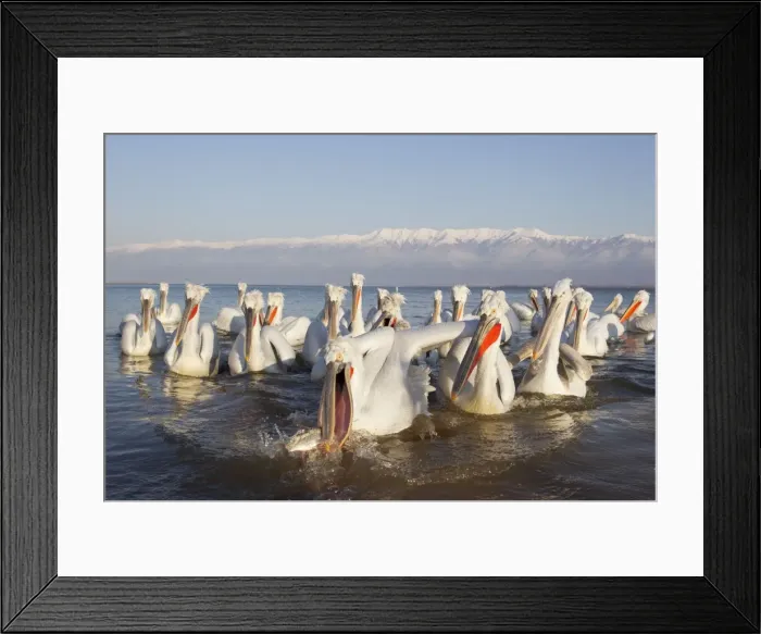 Framed Print : Picture No. 10889046 Framed Print : Picture No. 10889046