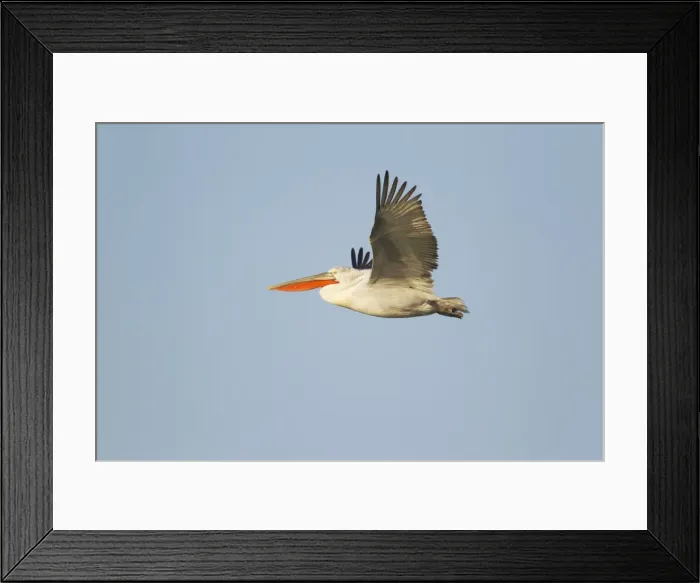 Framed Print : Picture No. 10889051 Framed Print : Picture No. 10889051