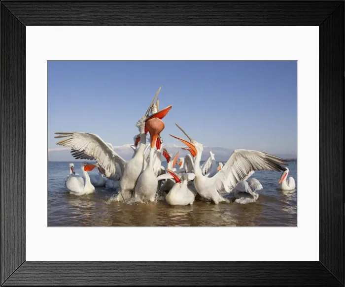 Framed Print : Picture No. 10889050 Framed Print : Picture No. 10889050