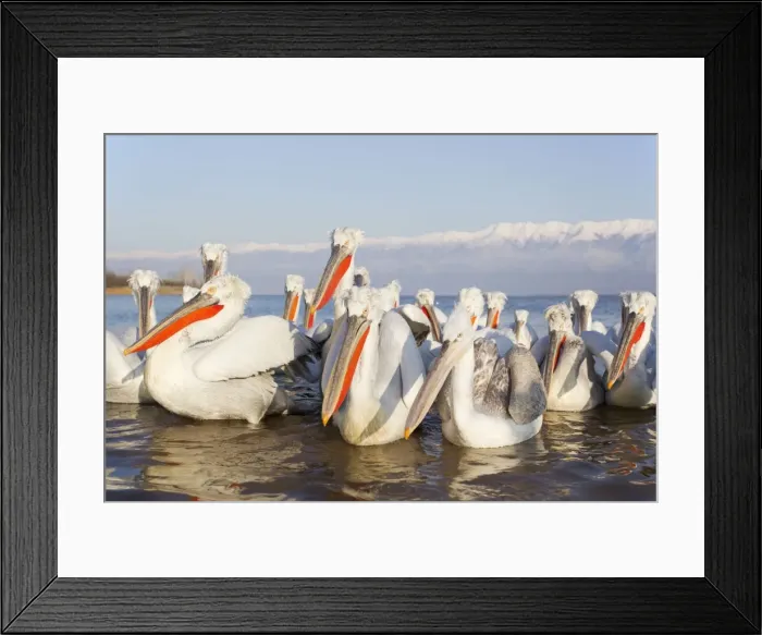 Framed Print : Picture No. 10889048 Framed Print : Picture No. 10889048
