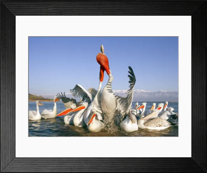Framed Print : Picture No. 10889053 Framed Print : Picture No. 10889053