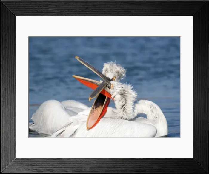 Framed Print : Picture No. 10889054 Framed Print : Picture No. 10889054