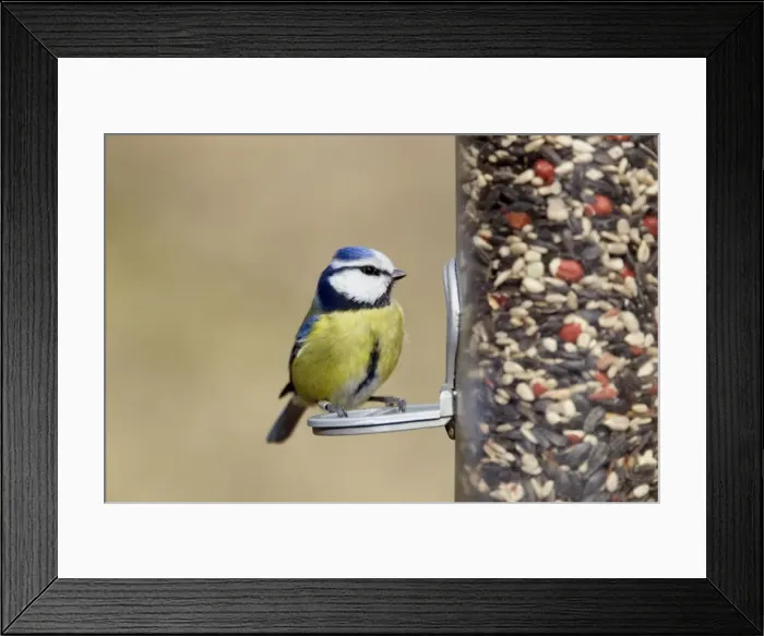 Framed Print : Picture No. 10889057 Framed Print : Picture No. 10889057