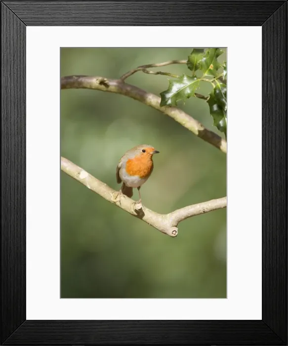 Framed Print : Picture No. 10889058 Framed Print : Picture No. 10889058