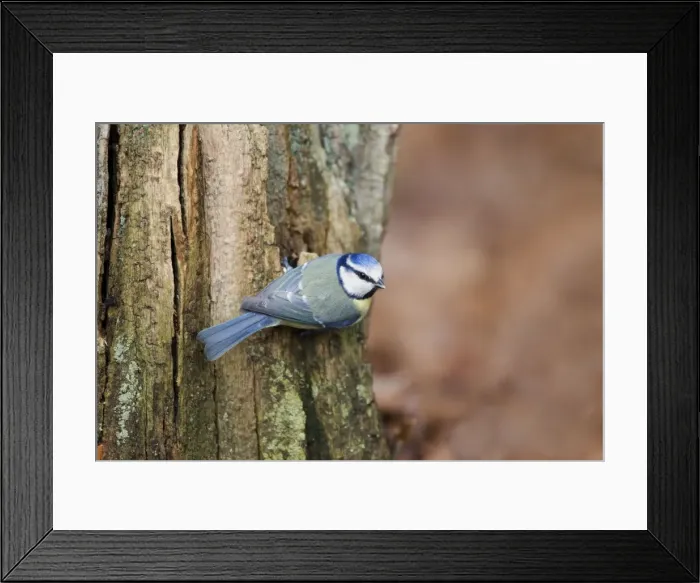 Framed Print : Picture No. 10889056