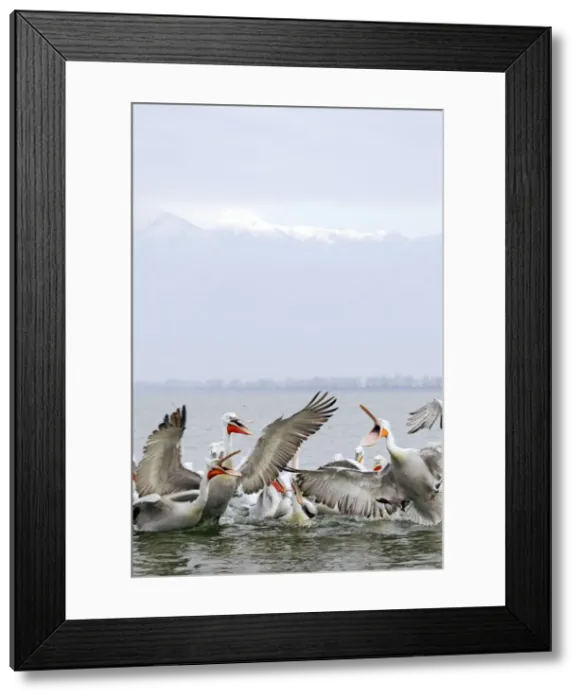 Framed Print : Picture No. 10889060