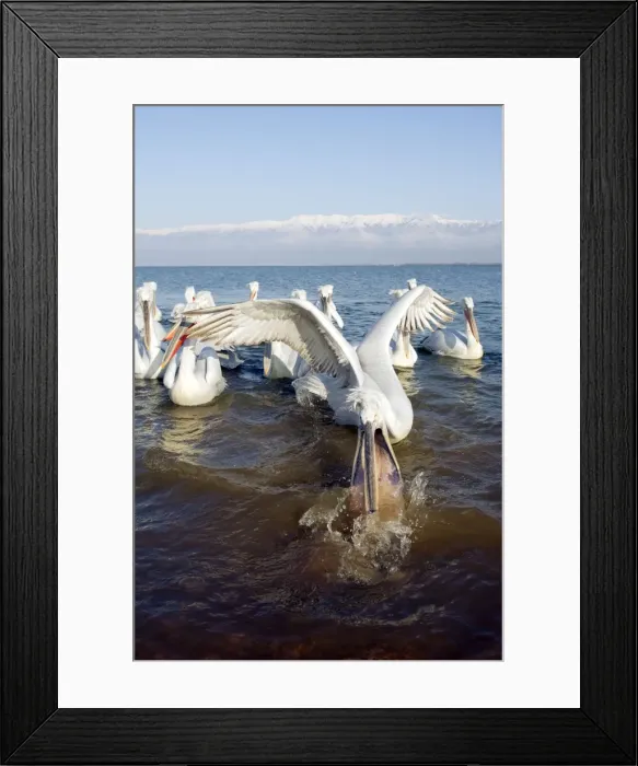 Framed Print : Picture No. 10889052 Framed Print : Picture No. 10889052