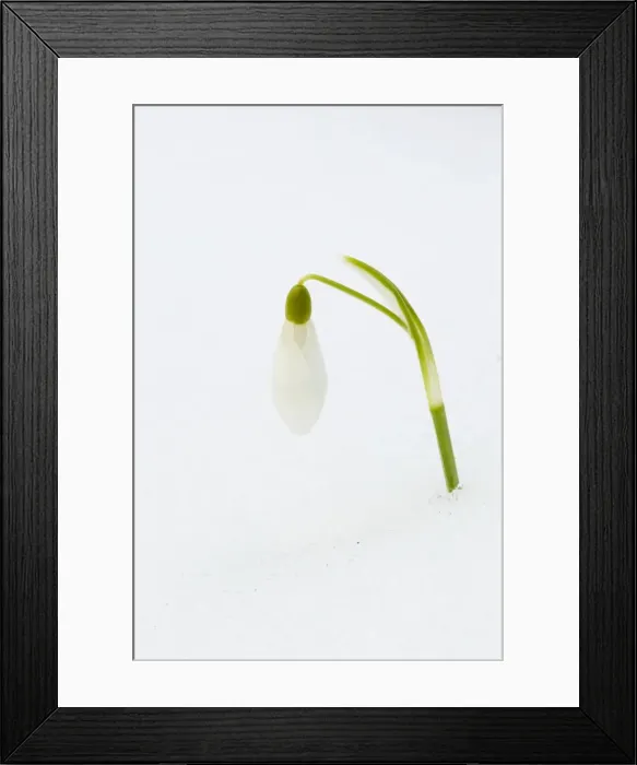 Framed Print : Picture No. 10889061 Framed Print : Picture No. 10889061