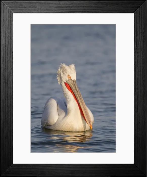 Framed Print : Picture No. 10889063 Framed Print : Picture No. 10889063