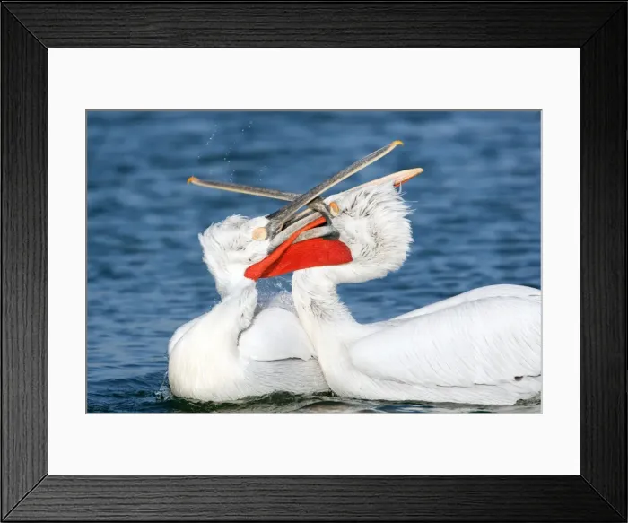 Framed Print : Picture No. 10889064 Framed Print : Picture No. 10889064