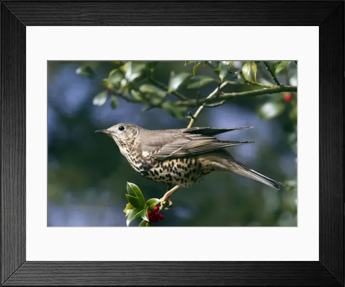 Framed Print : Picture No. 10889066 Framed Print : Picture No. 10889066
