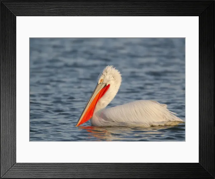 Framed Print : Picture No. 10889069 Framed Print : Picture No. 10889069
