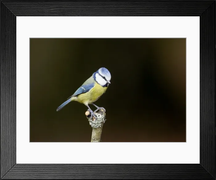 Framed Print : Picture No. 10889070 Framed Print : Picture No. 10889070