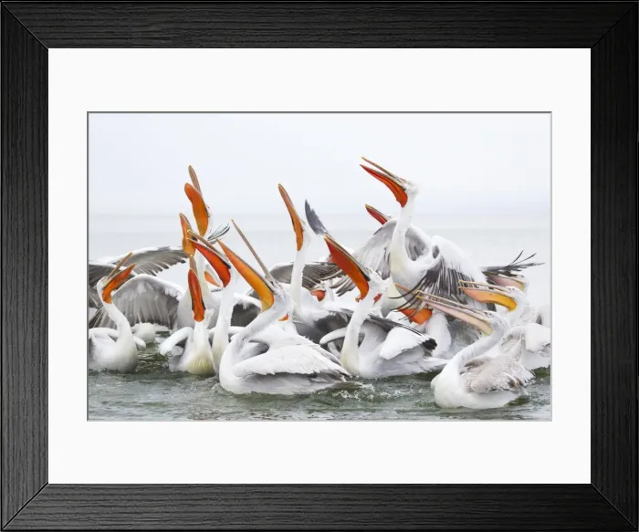 Framed Print : Picture No. 10889062 Framed Print : Picture No. 10889062