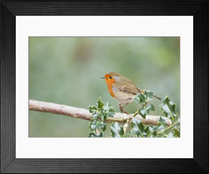 Framed Print : Picture No. 10889071 Framed Print : Picture No. 10889071