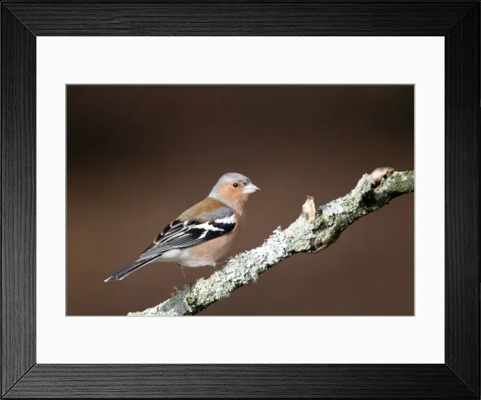 Framed Print : Picture No. 10889059 Framed Print : Picture No. 10889059