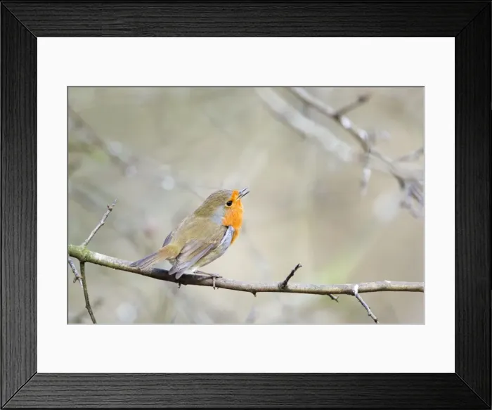Framed Print : Picture No. 10889072 Framed Print : Picture No. 10889072