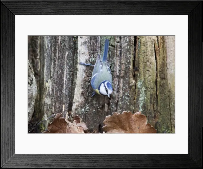 Framed Print : Picture No. 10889076 Framed Print : Picture No. 10889076