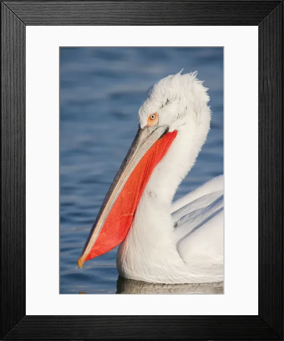 Framed Print : Picture No. 10889074 Framed Print : Picture No. 10889074